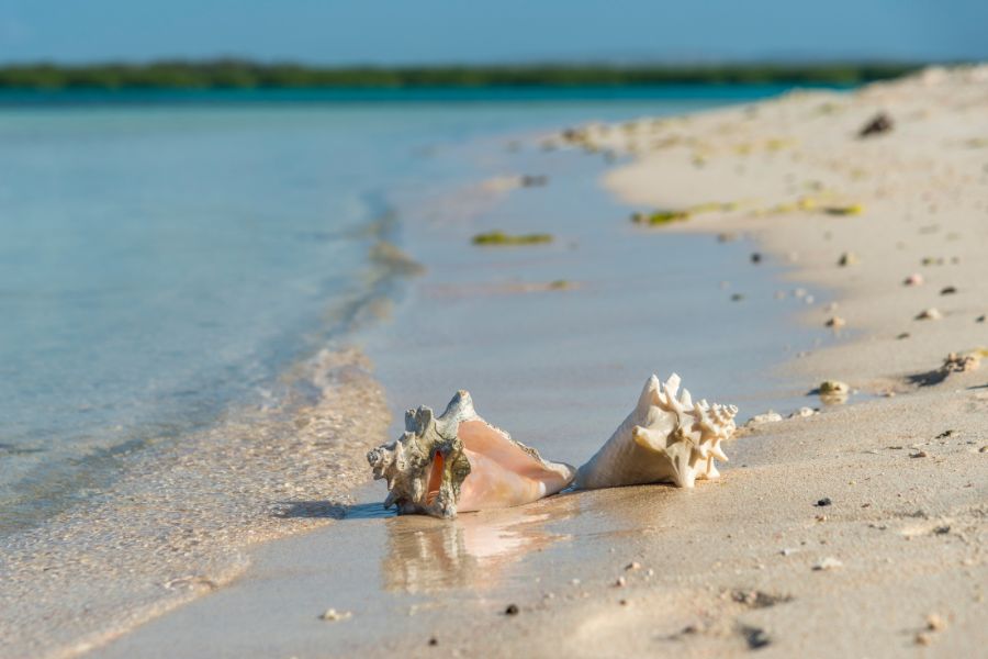 Conch Culture: A Culinary Journey in Turks and Caicos